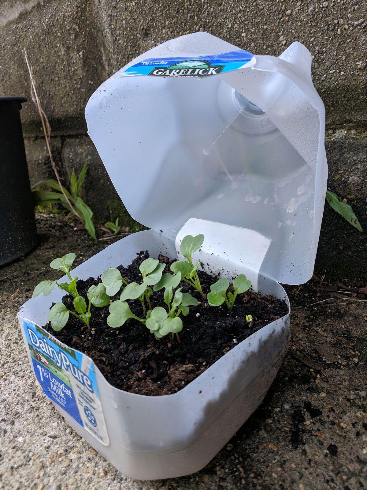 Milk Jug Plant